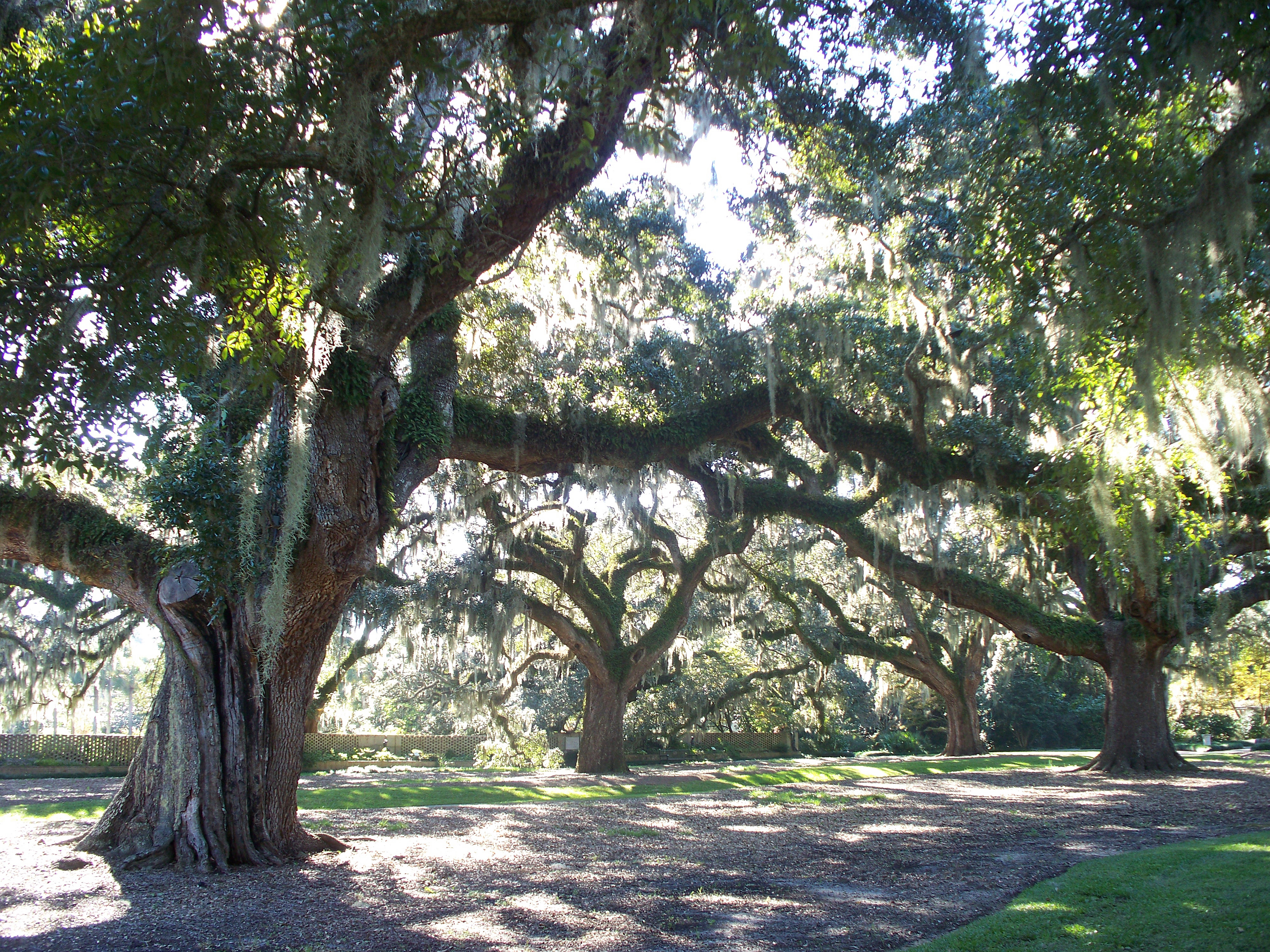 live oaks