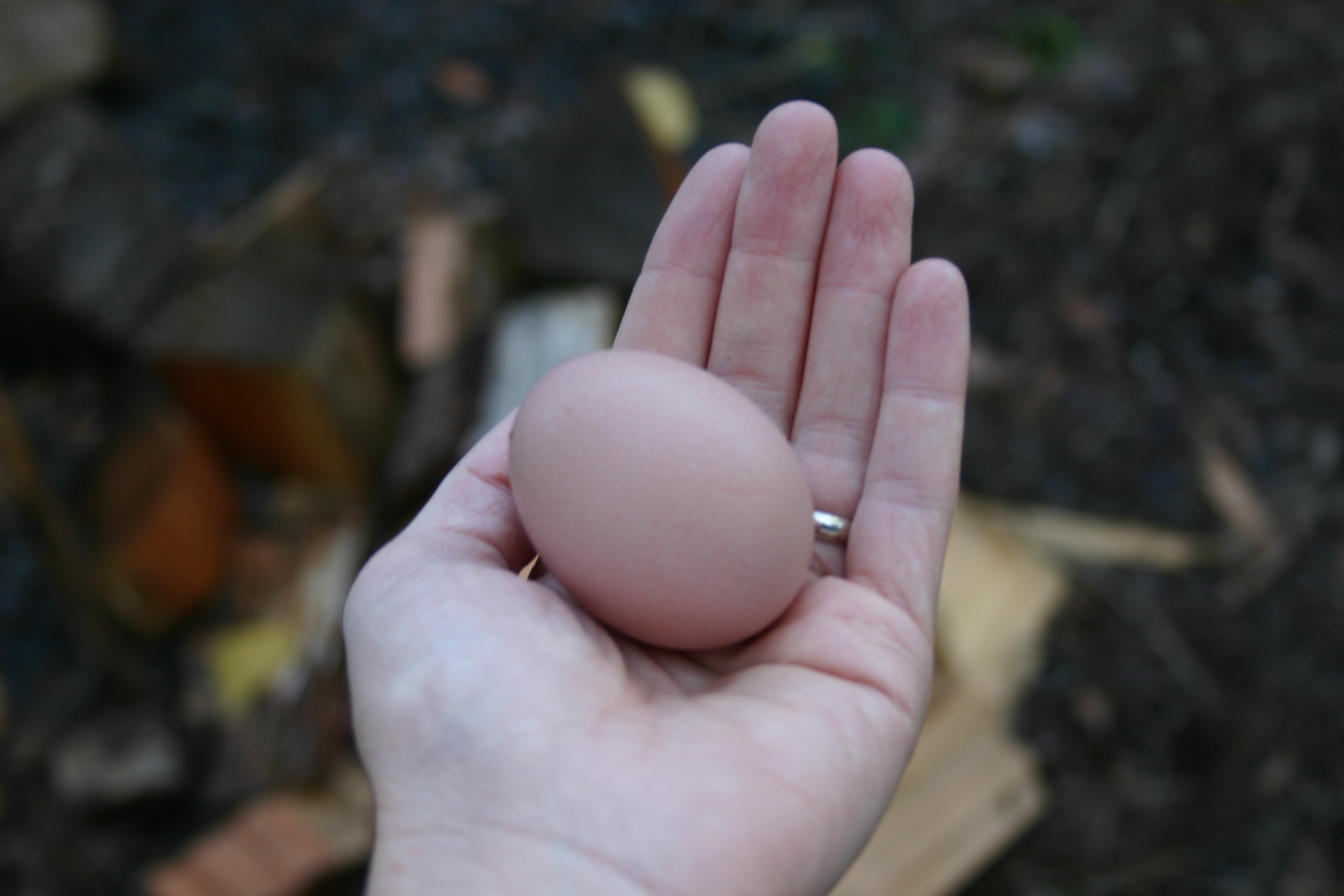 first egg 136