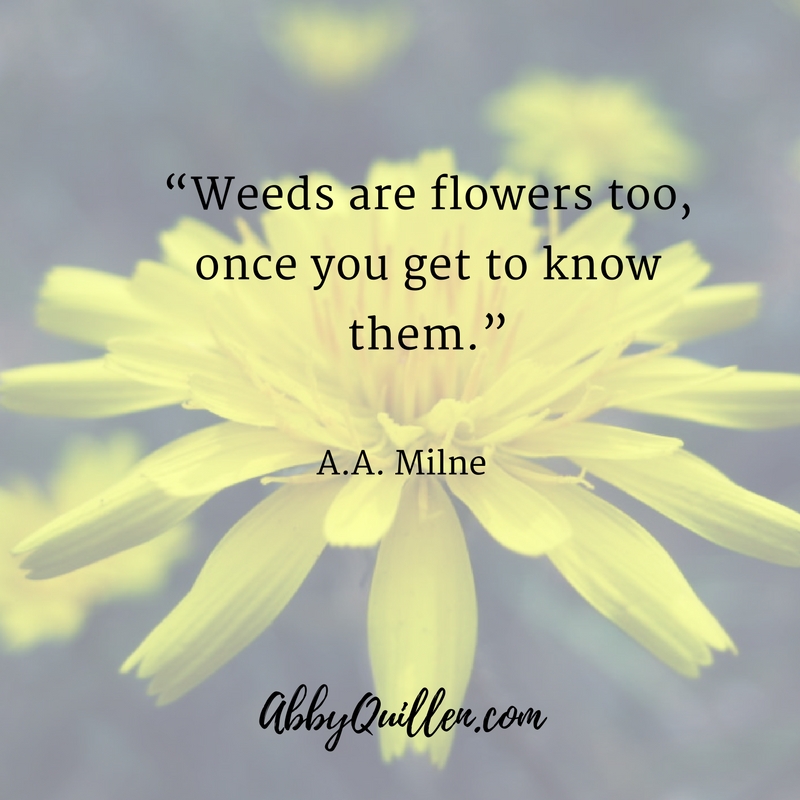 Weeds are flowers too, once you get to know them. A.A. Milne #dandelions #wildfoods #foraging