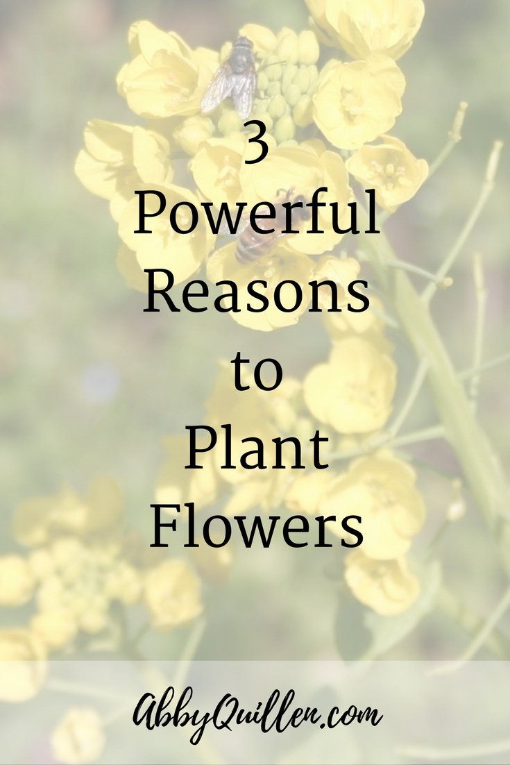 3 Powerful Reasons to Plant Flowers #gardening