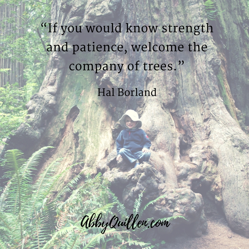 "If you would know strength and patience, welcome the company of trees." - Hal Borland