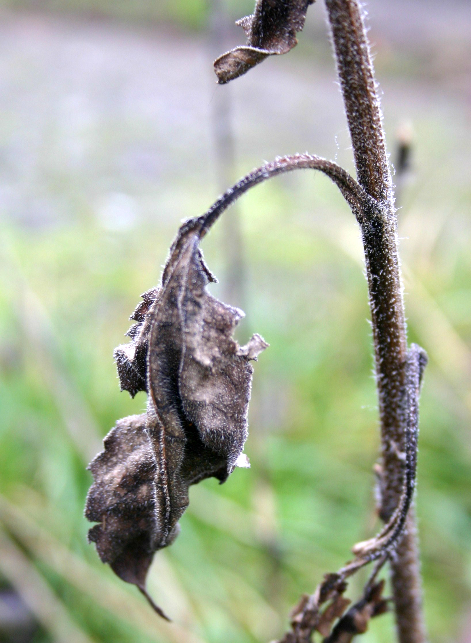 What we pay attention to grows. What we neglect withers. #attention #focus