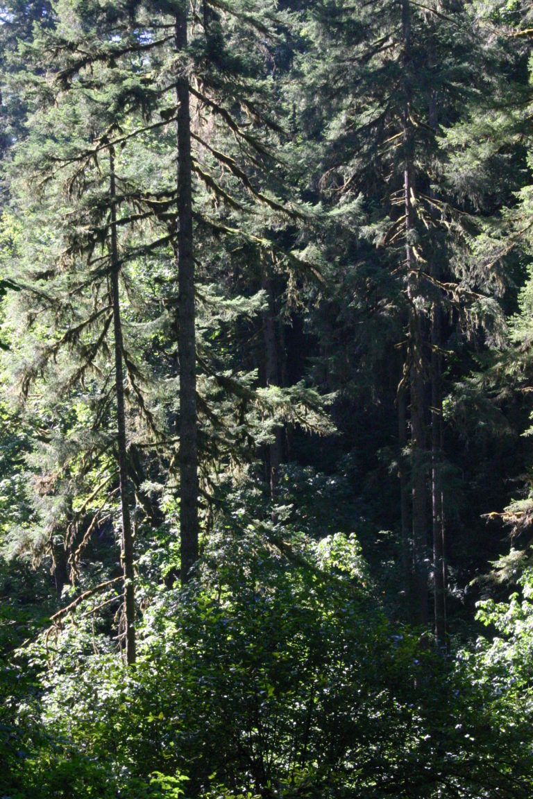 Finding Wildness