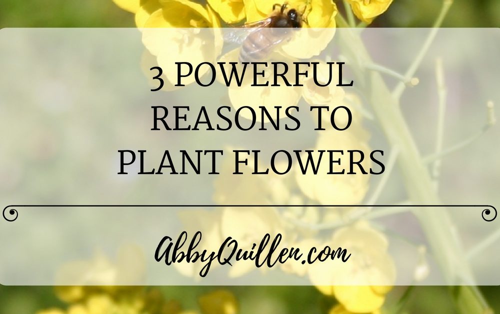 3 Powerful Reasons to Plant Flowers