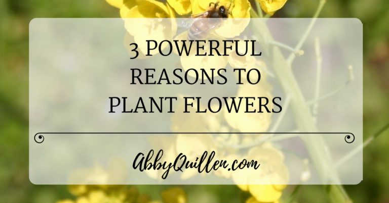 3 Powerful Reasons to Plant Flowers