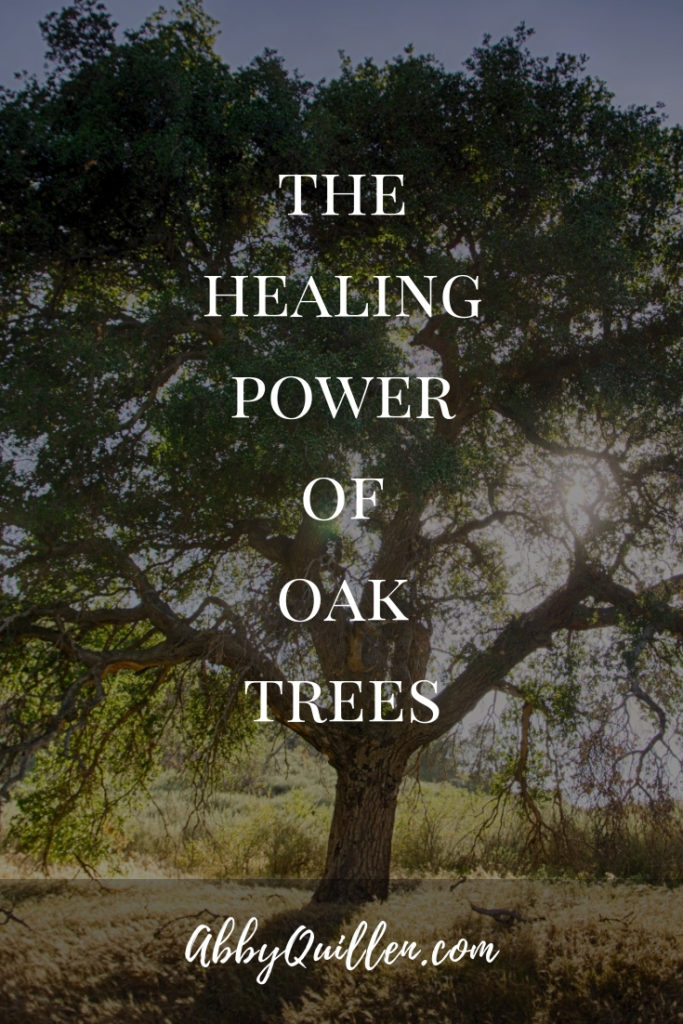 The Healing Power of Oak Trees #plantmedicine #heirloomfood